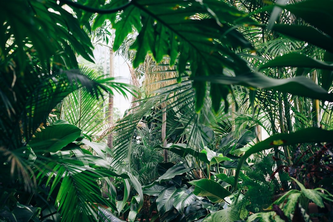 Las Yungas de Jujuy: Selva, Biodiversidad y Parque Nacional Calilegua, Jujuy Argentina — foto de Chris Abney en Unsplash
